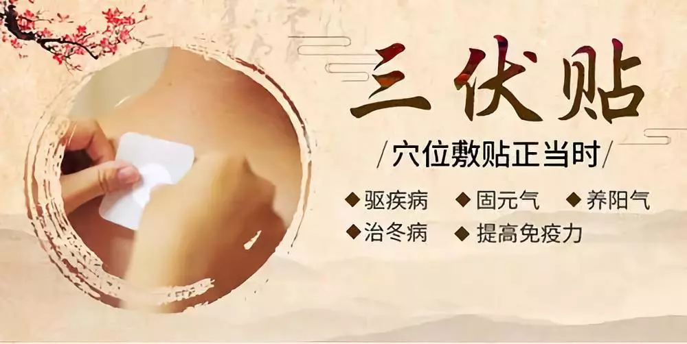 關于三伏貼，你了解多少呢？